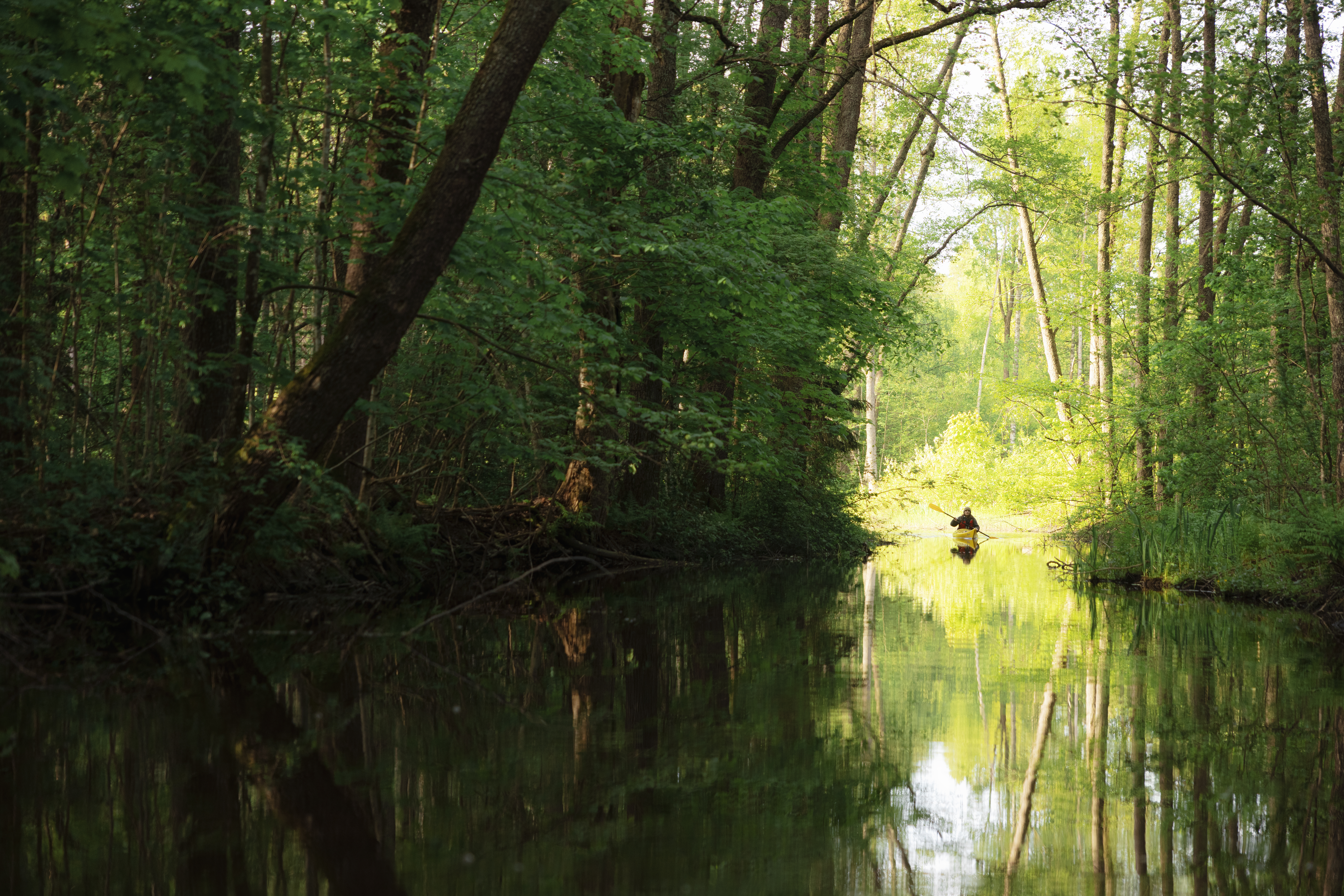 A person paddling on a river through a lush green forest.